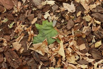 Autumn leaves and dry tree bark background