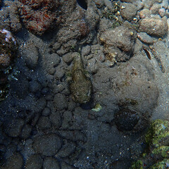 Muck Diving - Underwater macro and close up photo of a scorpion fish. From a scuba dive in Bali