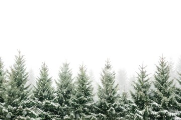 Obraz premium Snow-covered evergreen trees in winter