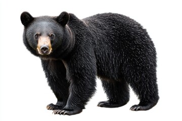 Fototapeta premium playful black bear rests on all fours, gazing with curiosity. Its thick, luxurious fur gleams against the stark white background, embodying wild elegance and charm.