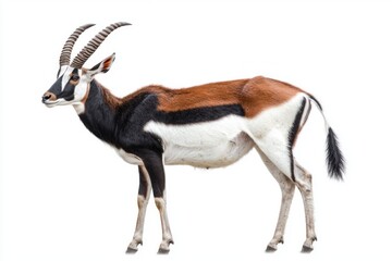 Fototapeta premium blackbuck antelope stands proudly, displaying its elegant spiral horns and slender physique in a bold contrast with a plain white background. Its unique coloring captivates the eye.