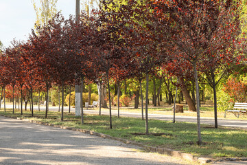 View of park with red trees and benches on autumn day