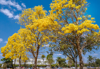 Naklejka premium Yellow ipe tree, Tabebuia chrysantha, ipe-amarelo is National Tree in Brazil, is a native tree of the intertropical broadleaf deciduous forests of South America. Brasilia, Brazil. September of 2019.
