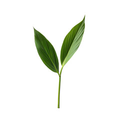 Obraz premium Two vibrant green leaves on a single stem, white isolated background.