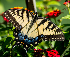 Beautiful Yellow Swallowtail on Red lantana. this particular butterfly only wanted to eat from the red Lantana