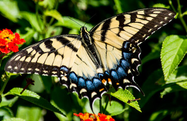 Beautiful Yellow Swallowtail on Red lantana. this particular butterfly only wanted to eat from the red Lantana