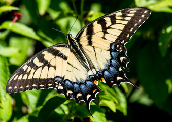 Obraz premium Beautiful Yellow Swallowtail on Red lantana. this particular butterfly only wanted to eat from the red Lantana