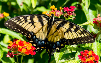 Beautiful Yellow Swallowtail on Red lantana. this particular butterfly only wanted to eat from the red Lantana