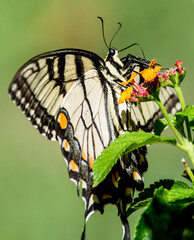 Beautiful Yellow Swallowtail on Red lantana. this particular butterfly only wanted to eat from the red Lantana