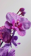 Fototapeta premium glitter plum purple shimmer orchid flowers, close up, with a white background 