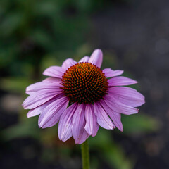 Fototapeta premium purple coneflower 