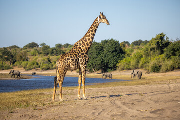 Giraffes are the tallest land animals on Earth, known for their long necks, distinctive spotted...