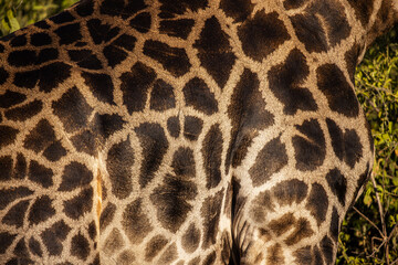 Giraffes are the tallest land animals on Earth, known for their long necks, distinctive spotted coats, and gentle demeanor. Native to the savannas and open woodlands of Africa.