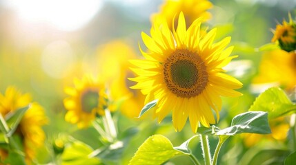 Fototapeta premium A field of vibrant sunflowers basking in the warm, golden sunlight, with each flower showcasing its bright yellow petals against a contrasting bright and lush green backdrop.