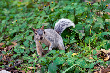 squirrel runs in the park on the grass 