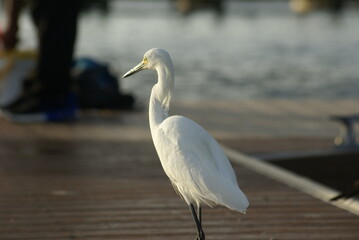 Snowy Egret walking