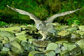 翼を大きく広げて飛び出すシマフクロウ