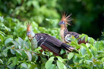 The tranquil waters of the lake and the dense greenery highlight the hoatzin's unusual beauty and the rich biodiversity of the Amazon rainforest.