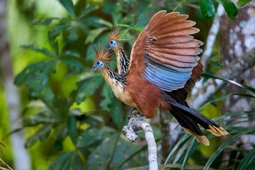The tranquil waters of the lake and the dense greenery highlight the hoatzin's unusual beauty and the rich biodiversity of the Amazon rainforest.