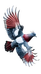 Obraz premium Victoria Crowned Pigeon Bird Flying on White Background, Photo Realistic, Wallpaper, Cover and Screen for Smartphone, PC, Laptop, 9:16 and 16:9 Format