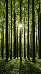 Fototapeta premium Sunbeams Through Forest Trees Nature Photography Green Canopy Sun Rays Woodland