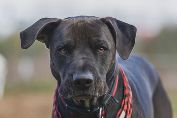 Older pitbull in a red bandanna and collar, looking directly into the camera.