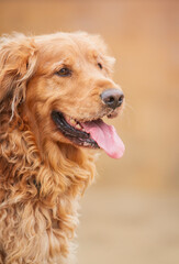 Portrait of a young, fluffy golden retriever.