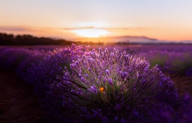 Obraz premium A field of lavender blooms bathed in the golden light of a setting sun.