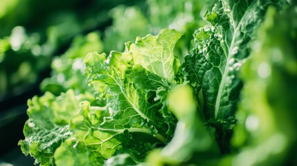 A close-up of leafy greens in a hydroponic system, with their roots suspended in oxygenated water