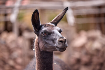 Obraz premium Llamas are domesticated animals that have been used by Andean cultures for centuries as pack animals and for their wool. They belong to the camelid family, which is also referred to as 