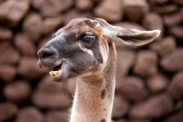 Fototapeta premium Llamas are domesticated animals that have been used by Andean cultures for centuries as pack animals and for their wool. They belong to the camelid family, which is also referred to as 