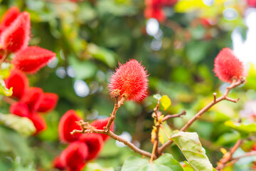 Annatto tree in the forest