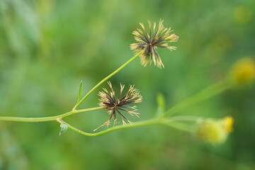 Seeds of Bidens Pilosa bushes 