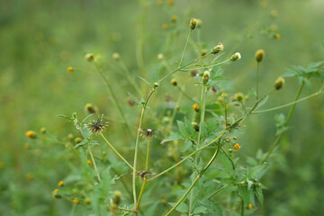 Seeds of Bidens Pilosa bushes 