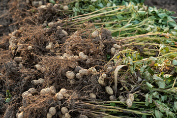 fresh harvested peanuts with roots in a field. harvest of peanut plants.