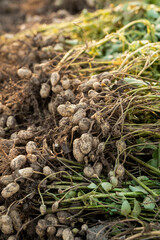 fresh harvested peanuts with roots in a field. harvest of peanut plants.
