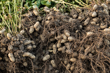 fresh harvested peanuts with roots in a field. harvest of peanut plants.