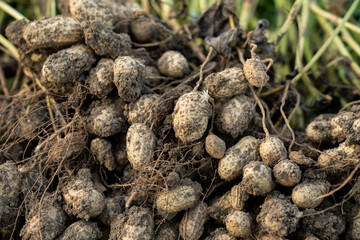 fresh harvested peanuts with roots in a field. harvest of peanut plants.