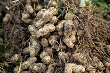 fresh harvested peanuts with roots in a field. harvest of peanut plants.