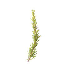 branch of green rosemary isolate