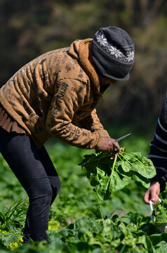campesinos trabajando sus cultivos de hortalizas