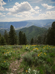 Bike trail lined with flowers in Salmon National Forest in Idaho in springtime