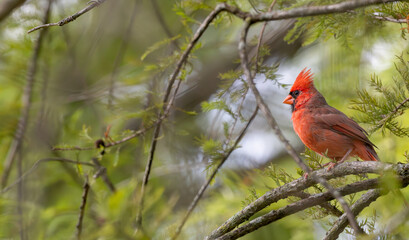 Portrait of a male northern cardinal perched in a cypress tree.