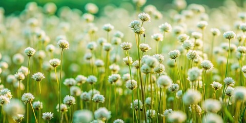 Extreme close-up dried green meadow with white blooms © suchetpong