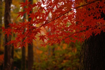 真っ赤に紅葉したもみじ