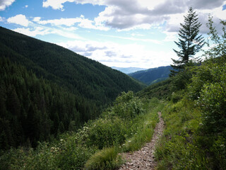 Fototapeta premium Bike trail on green hillside in Saint Joe National Forest in Idaho in summer