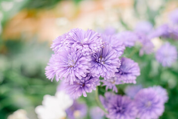 flowers in the garden