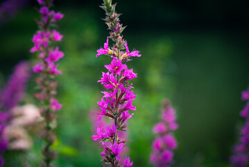 Violet flowers lythrum salicaria