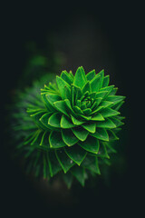 Fototapeta premium Macro green plant on a black background