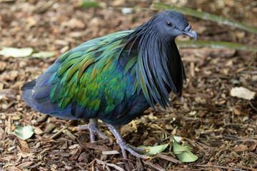 Nicobar Pigeon